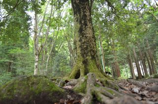 DSC_0272_R.JPG