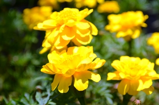 DSC_0353.JPG